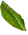 leaf21.png